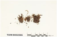 藏品(石毛苔屬)的圖片